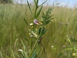 Attēlu rezultāti vaicājumam “Vicia lathyroides leaf”