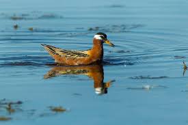 Attēlu rezultāti vaicājumam “Phalaropus fulicarius”