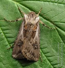 Attēlu rezultāti vaicājumam “Agrotis vestigialis”