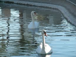 Image result for Cygnus olor