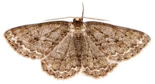 Attēlu rezultāti vaicājumam “Ectropis crepuscularia”