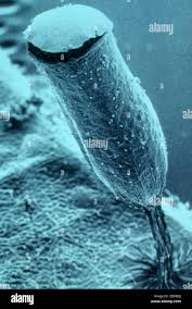 Attēlu rezultāti vaicājumam “Craterium minutum young”