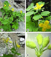 Attēlu rezultāti vaicājumam “Chelidonium majus bud”