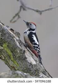 Attēlu rezultāti vaicājumam “Dendrocopos medius adult”