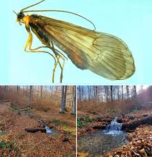 Attēlu rezultāti vaicājumam “Potamophylax”