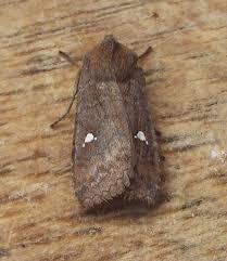 Attēlu rezultāti vaicājumam “Eupsilia transversa”