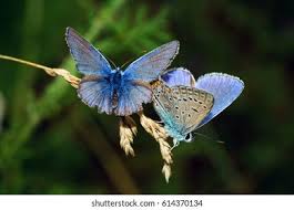 Attēlu rezultāti vaicājumam “Polyommatus icarus”