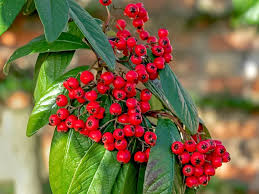 Attēlu rezultāti vaicājumam “Cotoneaster multiflorus leaf”