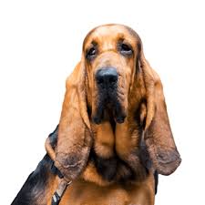 Image result for Carlisle BloodHounds