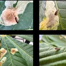 Attēlu rezultāti vaicājumam “Cameraria ohridella”