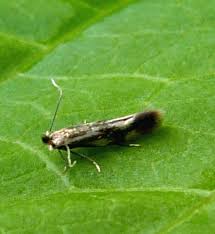 Attēlu rezultāti vaicājumam “Bucculatrix rhamniella”