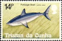 Image result for Lamna nasus