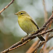 Attēlu rezultāti vaicājumam “Phylloscopus trochilus”