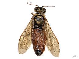 Attēlu rezultāti vaicājumam “Acantholyda erythrocephala”