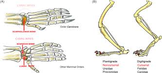 Attēlu rezultāti vaicājumam “Carnivora”