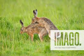 Attēlu rezultāti vaicājumam “Lepus europaeus adult”