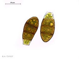 Attēlu rezultāti vaicājumam “Zygodon rupestris”