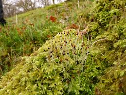 Attēlu rezultāti vaicājumam “Lophocolea coadunata”