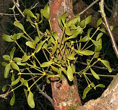 Attēlu rezultāti vaicājumam “Viscum album female flower”
