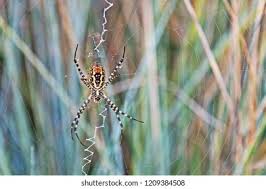 Attēlu rezultāti vaicājumam “Argiope bruennichi female”