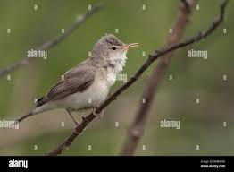 Image result for Hippolais pallida