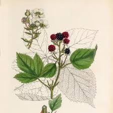 Attēlu rezultāti vaicājumam “Rubus plicatus leaf”