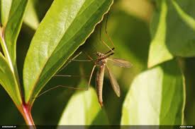 Attēlu rezultāti vaicājumam “Paradiacheopsis rigida macro”