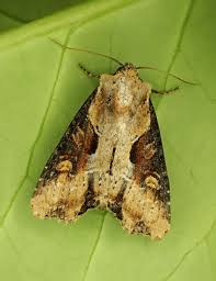 Attēlu rezultāti vaicājumam “Apamea ophiogramma”