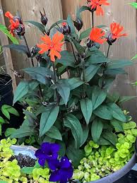 Attēlu rezultāti vaicājumam “Silene x arkwrightii Vesuvius flower”