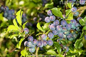 Attēlu rezultāti vaicājumam “Prunus spinosa fruit”