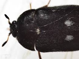 Attēlu rezultāti vaicājumam “Attagenus pellio”