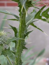 Attēlu rezultāti vaicājumam “Cirsium vulgare”