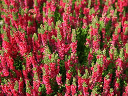 Attēlu rezultāti vaicājumam “Calluna vulgaris flower”