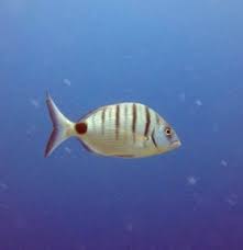 Image result for Diplodus cadenati