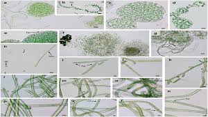 Attēlu rezultāti vaicājumam “Cyanophyta”