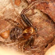 Attēlu rezultāti vaicājumam “Xysticus bifasciatus female”