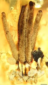 Attēlu rezultāti vaicājumam “Stemonitis virginiensis spores”