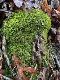 Attēlu rezultāti vaicājumam “Campylium protensum”