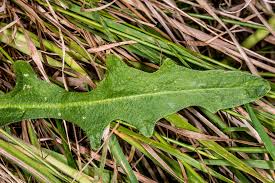 Attēlu rezultāti vaicājumam “Hypochaeris radicata leaf”