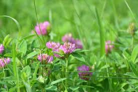 Attēlu rezultāti vaicājumam “Trifolium medium flower”