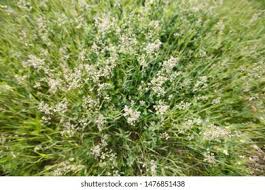 Attēlu rezultāti vaicājumam “Poa pratensis flower”