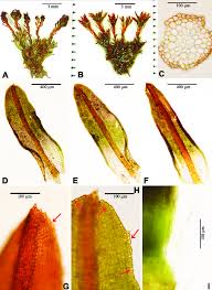 Attēlu rezultāti vaicājumam “Bryoerythrophyllum recurvirostrum sporophyte”