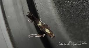 Attēlu rezultāti vaicājumam “Calybites phasianipennella”