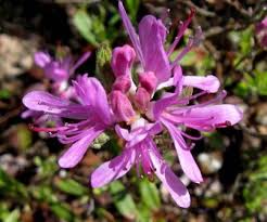Attēlu rezultāti vaicājumam “Rhododendron canadense flower”