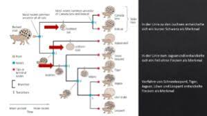 Image result for Evolution Stammbaum