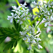 Image result for Anthriscus cerefolium