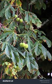 Attēlu rezultāti vaicājumam “Aesculus hippocastanum fruit”