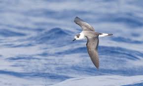 Image result for Pterodroma hasitata