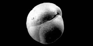 Attēlu rezultāti vaicājumam “Fuligo gyrosa macro”