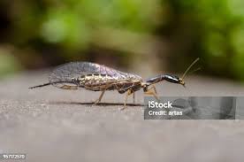 Attēlu rezultāti vaicājumam “Raphidioptera imago”